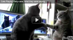 Kitty cats playing "patty-cake"