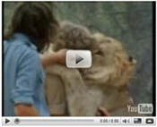 Christian the Lion Reunited with Humans. Click on image to see video in new window.