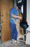 Foofer greeting Wilbert when he came home from work (Spokane, 2003). Click on image to see larger size in a new window.