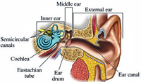 Inside the ear and surrounding areas. Click on image to view larger size in a new window. Image copyright Good Dive.