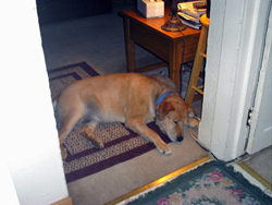 Foofer fell asleep between the kitchen and the living room, still sedated from his experience at the Animal Medical Clinic. He stayed in the same sleeping position for five hours. (07/03/06). Click on image to see larger size in a new window.