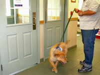 Foofer and Wilbert leaving the Animal Medical Clinic after the groom (05/30/06).