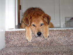 Foofer's lovely eyes and paws (10/29/07). Click on image to see larger size in a new window.