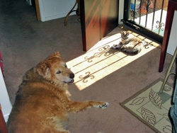 Foofer and Kiki vying for sun rays by the front door (10/24/07, Spokane). Click on image to see larger size in a new window.