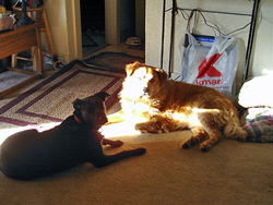 Rainee and Foofer basking in the sun, 12 February 2006. Click on picture to see larger size in a new window.