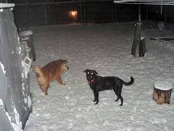 Foofer & Rainee in the snow (15 March 2006). Click on picture to see larger size in a new window.