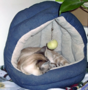 Kiki snuggled in her bed, which is right next to mine (02/07/08). Click on image to see larger size in a new window.