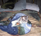 Kiki under the blanket, March 2011. Click on image to see larger size in a new window.