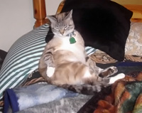 Kiki in 2008. The blanket near her white-tipped foot is the one she prefers to use when giving a massage.