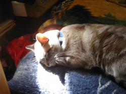Kiki sleeping in the Sunday morning sunshine. Click on image to see larger size in a new window.