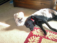 Rainee and Kiki pictured when they used to get along (March 2007). Click on image to view larger size in a new window.