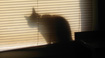 Kiki in silhouette reminds me of the demonic creatures lurking about in the 1984 movie "Gremlins." Don't you agree?