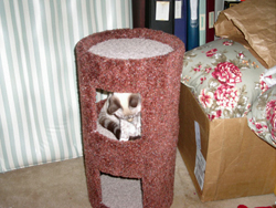 Kiki in her tower (10/11/06). Click on picture to see larger size in a new window.