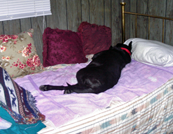 Rainee stretched out and snoozing on my old bed. Click on image to see larger size in a new window.