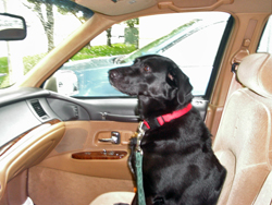 Rainee in the front seat. Click on image to see larger size in a new window.