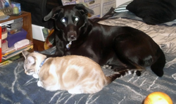 Rainee and Kiki on my bed in one of their rarely agreeable moments. Click on image to view larger size in a new window.