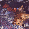 Rocky & Foofer asleep (10/19/97).