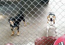 Wilbert's dogs, Zoey and Rowdy Alviso. Click on the image to see it's larger size in a new window.