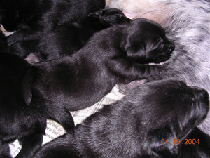 Rainee with her brothers & sisters (19 April 2004).