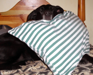 Rainee peeking over the pillow (April 2012).