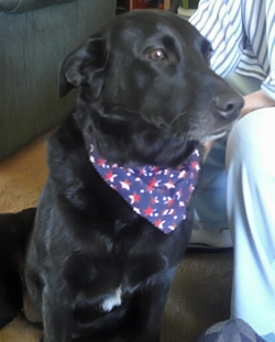 Rainee pictured after her first professional groom, complete with colored bandana (27 July 2010).
