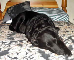 Rainee resting on her Mummy's bed with her "personalized" pillow in the background (March 2012).