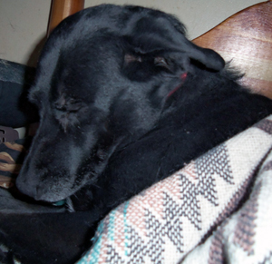 Rainee snuggling undercover (December 2013).