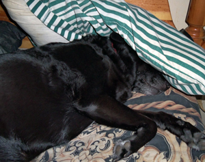 Rainee under the pillow (August 2013).
