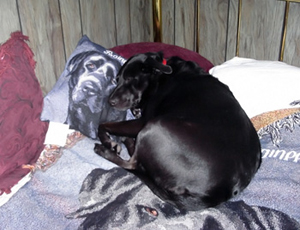 Rainee resting on her own personalized blanket and pillow (January 2009).