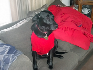 Rainee in her red winter sweater (January 2008).