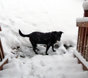 Rainee playing in the snow (November 2012).