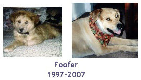 In Beloved Memory: Foofer (1997-2007)