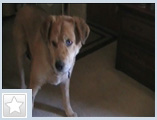 In loving memory of my darling Foofer (1997-2007). Click on image to see video in new window.