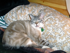 Kiki hogging my bed (June 2008). Click on image to see larger size in a new window.