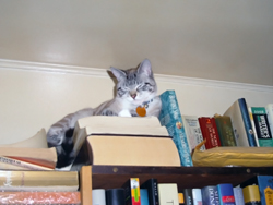 Kiki atop my bookshelf (August 2007). Click on image to see larger size in a new window.