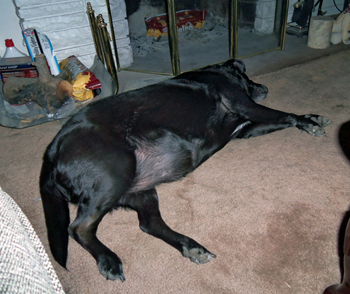 Snoozing by the fireplace, February 2015.