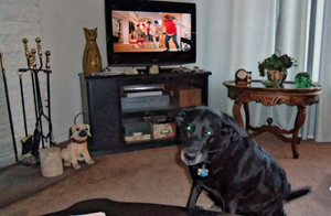 Watching Mummy watch TV, Nov. 2014.