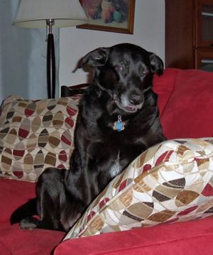 Sneaking a snooze on the new couch, Nov. 2014