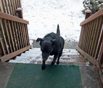 Coming up the backstairs in the snow, February 2015.