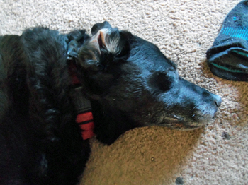 Sleeping next to Mummy's stocking, June 2015.