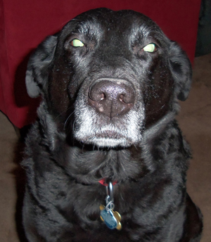 Staring down Mummy and her camera, Dec. 2014.