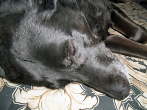 Snoozing under the air conditioner, July 2014.