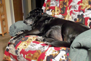 Snuggling in my favorite chair, July 2015.