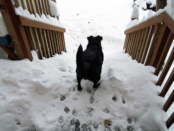 More snow - just in time for Christmas, December 2015.